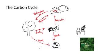 The Carbon Cycle GCSE 91 Biology [upl. by Kcyrred]