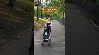 Why I bought my dog a stroller [upl. by Infeld]