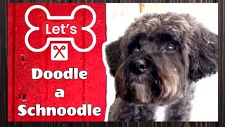 Let’s DOODLE a SCHNOODLE [upl. by Nnylannej754]