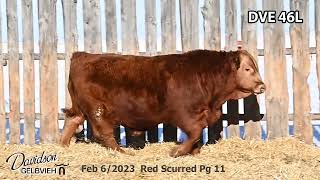 Davidson Gelbvieh Bull Lot DVE 46L sells Friday March 1 2024 [upl. by Sillert125]