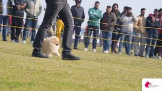 Ludhiana Dog show 2020 [upl. by Kotick]