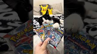 chat vs booster pokémon pokemon ouverture collectiblecards ouverturepokemon [upl. by Yelahs]