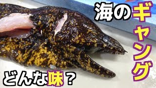 凶悪顔の魚ウツボを食べてみた！！ [upl. by Biel949]