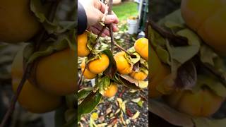 Persimmons season fallfruits harvesting persimmons gardenharvest gardening [upl. by Jo Ann]