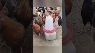 Happy Chickens ❤️🤍 TheNativeFarms freerange eggs chickenfarm poultryfarming [upl. by Ellehcin]