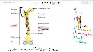 introduction à lostéologie  QCM cours 2 partie 2 [upl. by Guthrey65]