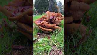 Honey fungus by dead cherry tree  October 2024 [upl. by Alur]