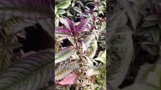 43 Persian Shield  Strobilanthes Dyerianashorts shortsvideo shortsfund [upl. by Cody149]