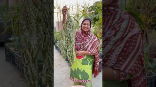 How to Store Curry Leaves Karri Patta for Lasting Full of Flavor curryleaves organicfarming [upl. by Rep460]