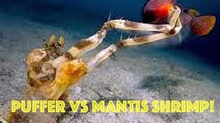 Puffer Fish vs Mantis Shrimp Puffer Fish EXPLODES Underwater after ATTACK from Mantis Shrimp HD [upl. by Tedi]