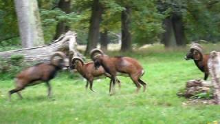 Mouflon sheep in Ludwigsburg castle park Germany [upl. by Augustus]