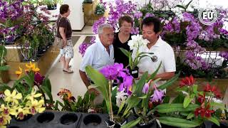 La orquídea entre las 20 flores más exportadas de Ecuador [upl. by Ewan732]