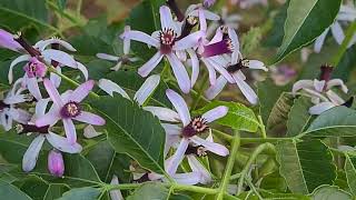 עץ אזדרכת פורח Melia azedarach with flowers [upl. by Bej542]