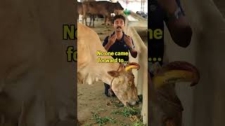 This cow lost her eye animals cows animalrescue rescued sanctuary viral [upl. by Noleta]