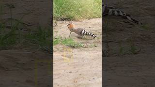 Hoopoe bird  HUD HUD bird hudhud هدهد hoopoe [upl. by Willman134]