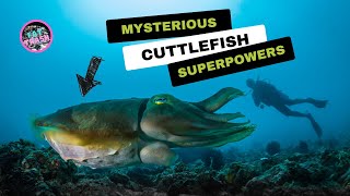 The Mysterious Superpowers of Cuttlefish cuttlefish marinelife [upl. by Koppel]