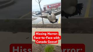 Goose on the Loose How I Survived a Canadian Ambush shorts [upl. by Akirdnahs]