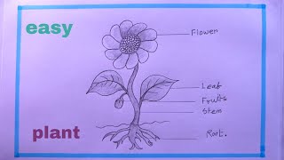 How To Draw PARTS OF PLANT Easy StepPLANT Drawing [upl. by Lasko133]