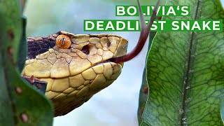 Silent amp Deadly  Searching Bolivias Most Venomous Snake  Free Documentary Nature [upl. by Aleyam318]