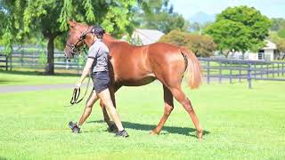 Lot 252 Telemon Thoroughbreds [upl. by Enylhsa]