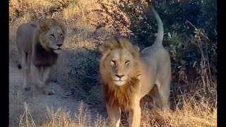 Nkhulu Male Lions on Mission  Tengile River Lodge  14 July 2024 [upl. by Hasseman]