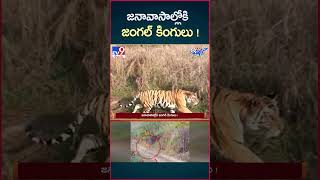 iSmart News  జనావాసాల్లోకి జంగల్ కింగులు   Forest Animals into Villages  TV9 [upl. by Merrie364]