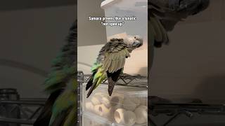 Watch This Hilarious Parrots Chaotic Preening Routine [upl. by Sulihpoeht773]