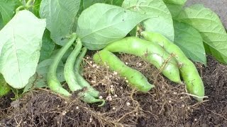 Harvesting two types of dwarf beans grown in pots on a patio  a free gift [upl. by Rafa]