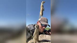 Wild Meerkat Using This Mans Head as a Lookout [upl. by Eikciv]