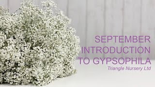 Introduction to Gypsophila [upl. by Merta]