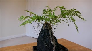 Davallia Fern Growing On A Rock [upl. by Sidnac]