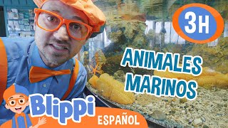 Blippi va al acuario 🐢🐙 Blippi Español  Videos educativos para niños  Aprende y Juega [upl. by Eednac73]