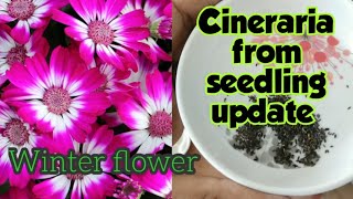 How to Grow Cineraria From Seed सिनिरेरिया पौधे के बीज को कैसे ग्रो करे Cineraria Plants [upl. by Nylarej]