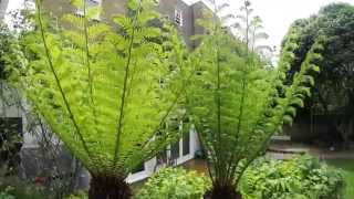 Tree Fern  Dicksonia Antarctica  cutting back old fronds [upl. by Aisatna66]