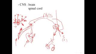 Pharmacology  Noradrenergic transmission [upl. by Adnir]