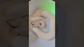 can YOU guess THEIR weight Ep9  Opal  Ivory ballpythonmorph ballphyton ballpythons101 [upl. by Itsirc]