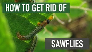 How to Get Rid of Sawflies 4 Easy Steps [upl. by Octavius528]