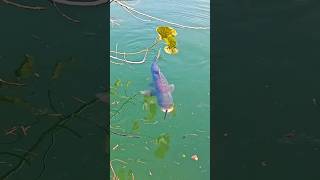 ছিপ দিয়ে মাছ ধরার দিন শেষ।। The days of spring fishing are over shorts youtubeshorts fishing [upl. by Elamor648]