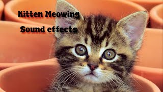 Kitten meowing sound effects [upl. by Avenej]