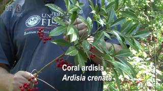 coral ardisia Ardisia crenata [upl. by Lupien329]