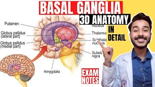 basal ganglia anatomy 3d  basal nuclei anatomy 3d [upl. by Aioj]