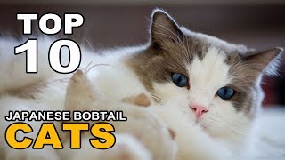 TOP 10 JAPANESE BOBTAIL CATS BREEDS [upl. by Luht]