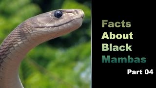 Facts About Black Mambas 04 [upl. by Otrebla]