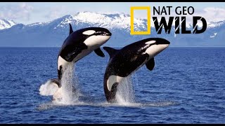 🐋Documental  ORCAS ASESINAS National Geographic [upl. by Tai248]