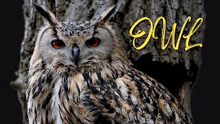 OWL SOUNDS  Different Types of Owls and Their Sounds [upl. by Nosnah680]