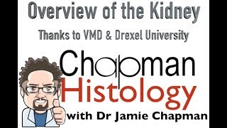 3 Min Histology Kidney Overview [upl. by Imuya]