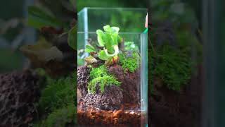 pitcher plant moss terrarium idea sharing moss carnivorous carnivorousplants [upl. by Abana]