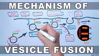 Mechanism of Vesicle Docking and Fusion [upl. by Yrtnahc]