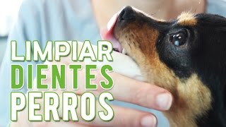 Como Cepillar Los Dientes A Un Perro  Limpiar Dientes Perro [upl. by Nesto12]