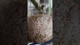 Monstera Perlite Propagation watering I let all the water dry outThe roots🧿🧿 [upl. by Oah497]